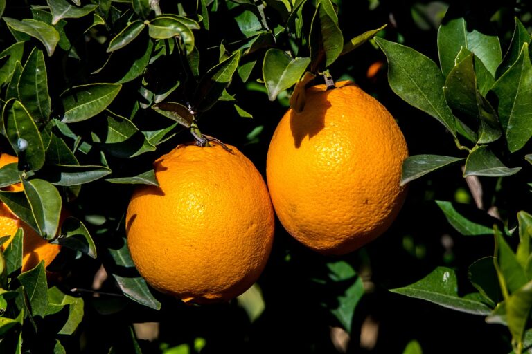 Exploring Innovative Approaches to Managing Osteoporosis