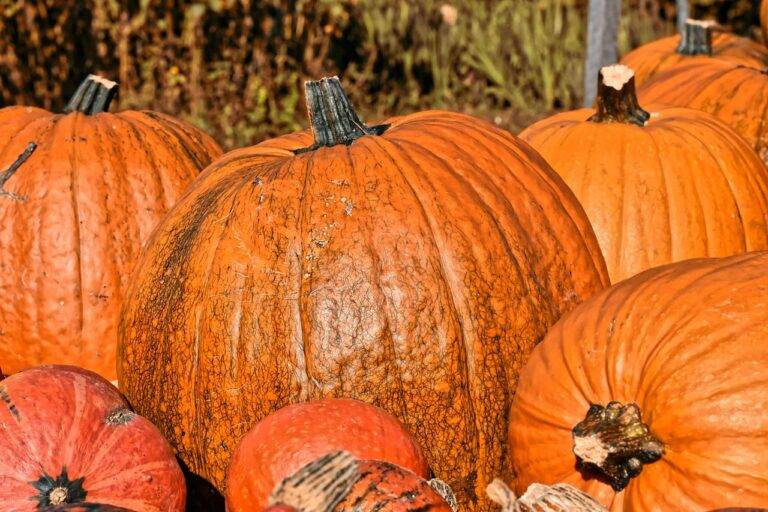 Cooking with Seasonal Ingredients: Benefits and Challenges